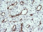 IDO1 Antibody in Immunohistochemistry (Paraffin) (IHC (P))