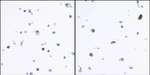 IDO1 Antibody in Immunocytochemistry (ICC/IF)