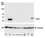 IDO1 Antibody in Western Blot (WB)