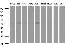 IDO1 Antibody in Western Blot (WB)