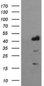 IDO1 Antibody in Western Blot (WB)