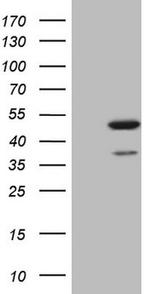 IDO2 Antibody in Western Blot (WB)