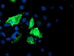 IDS Antibody in Immunocytochemistry (ICC/IF)