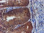 IDS Antibody in Immunohistochemistry (Paraffin) (IHC (P))