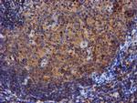 IDS Antibody in Immunohistochemistry (Paraffin) (IHC (P))