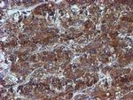 IDS Antibody in Immunohistochemistry (Paraffin) (IHC (P))