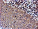 IDS Antibody in Immunohistochemistry (Paraffin) (IHC (P))