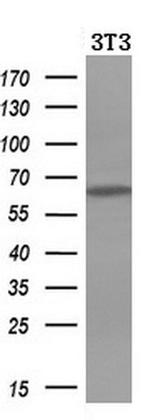 IDS Antibody in Western Blot (WB)