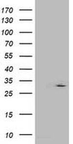 IFI35 Antibody in Western Blot (WB)