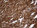 IFITM2 Antibody in Immunohistochemistry (Paraffin) (IHC (P))