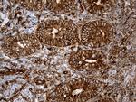 IFITM2 Antibody in Immunohistochemistry (Paraffin) (IHC (P))