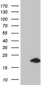 IFITM2 Antibody in Western Blot (WB)