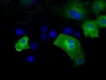 IFT57 Antibody in Immunocytochemistry (ICC/IF)