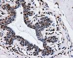 IFT57 Antibody in Immunohistochemistry (Paraffin) (IHC (P))