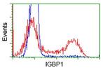 IGBP1 Antibody in Flow Cytometry (Flow)