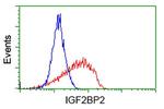 IGF2BP2 Antibody in Flow Cytometry (Flow)