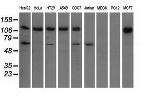 IGF2BP2 Antibody in Western Blot (WB)