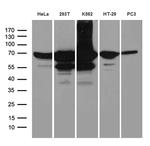 IGF2BP3 Antibody in Western Blot (WB)