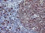 IGJ Antibody in Immunohistochemistry (Paraffin) (IHC (P))