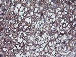 IGJ Antibody in Immunohistochemistry (Paraffin) (IHC (P))