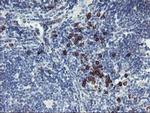 IGJ Antibody in Immunohistochemistry (Paraffin) (IHC (P))