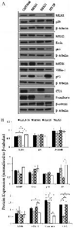 p53 Antibody in Western Blot (WB)