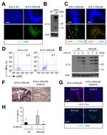 IL-1 beta (Pro-form) Antibody in Flow Cytometry (Flow)