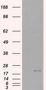 IL-3 Antibody in Western Blot (WB)