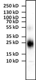 IL-4 Antibody in Western Blot (WB)