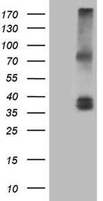 IL12A Antibody in Western Blot (WB)