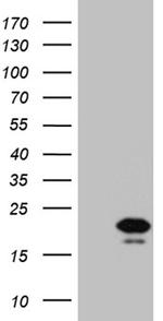 IL17B Antibody in Western Blot (WB)