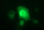 IL1A Antibody in Immunocytochemistry (ICC/IF)