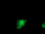 IL1F6 Antibody in Immunocytochemistry (ICC/IF)