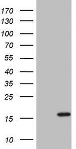 IL1RN Antibody in Western Blot (WB)