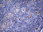 IL2 Antibody in Immunohistochemistry (Paraffin) (IHC (P))