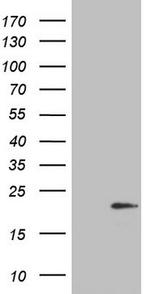 IL20 Antibody in Western Blot (WB)