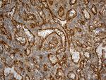 IL34 Antibody in Immunohistochemistry (Paraffin) (IHC (P))