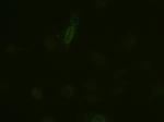 IL6 Antibody in Immunocytochemistry (ICC/IF)