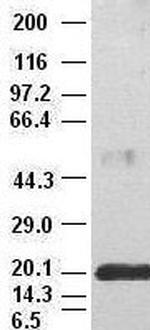 IL6 Antibody in Western Blot (WB)