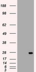 IL6 Antibody in Western Blot (WB)