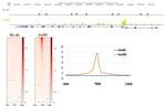 INO80 Antibody in CUT&RUN (C&R)