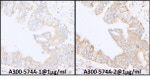 INPPL1/SHIP2 Antibody in Immunohistochemistry (IHC)
