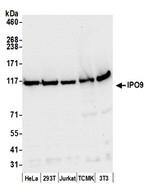 IPO9 Antibody in Western Blot (WB)