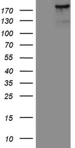 IQGAP1 Antibody in Western Blot (WB)