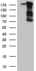 IQGAP1 Antibody in Western Blot (WB)