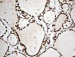 IRF2BP1 Antibody in Immunohistochemistry (Paraffin) (IHC (P))