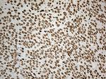 IRF2BP1 Antibody in Immunohistochemistry (Paraffin) (IHC (P))