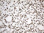 IRF2BP1 Antibody in Immunohistochemistry (Paraffin) (IHC (P))