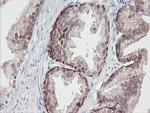 IRF6 Antibody in Immunohistochemistry (Paraffin) (IHC (P))