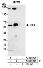 IRF8 Antibody in Western Blot (WB)